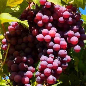عنب أحمر طازج - عنقود عنب أحمر طبيعي عالي الجودة