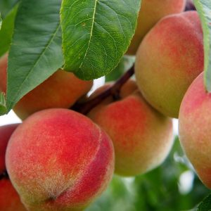 خوخ فلوريدا الذهبي 🍑